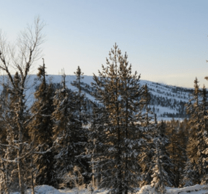 https://scandicbooking.nl/wp-content/uploads/2025/05/Resort-Gusjosatern.png