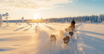hondensledtocht noorwegen tip Scandic Booking